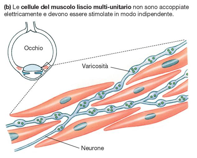 MUSCOLO LISCIO MULTI-UNITARIO Nell iride e nel corpo ciliare dell occhio, nel tratto genitale maschile e nell utero tranne che prima del travaglio e del parto.