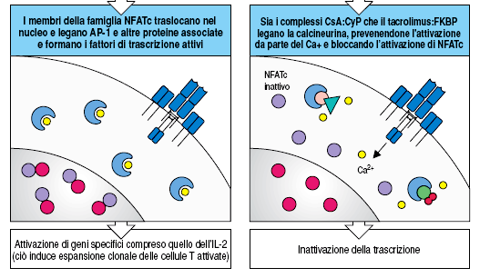 La ciclosporina (CsA) lega la ciclofilina (CyP) Il tacrolimus (FK506) lega una immunofilina della famiglia FKBP ê I complessi formati legano la