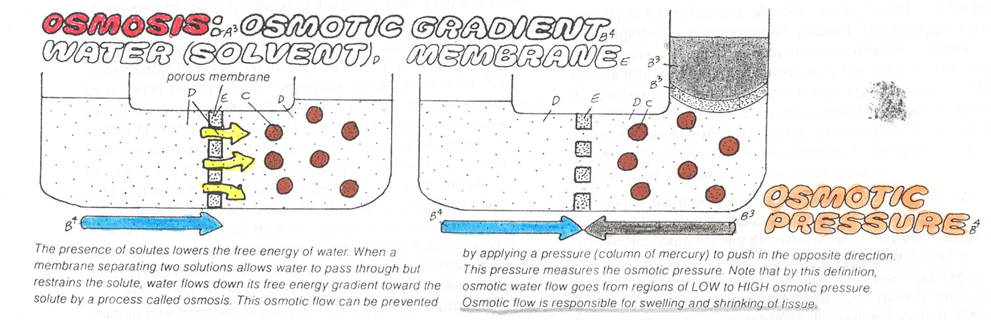 OSMOSI movimento di acqua attraverso la membrana cellulare Attraverso una membrana SEMIPERMEABILE