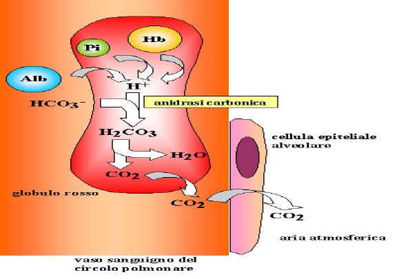 TAMPONE HCO 3- /CO 2 NELL ORGANISMO La CO 2 va dai tessuti al sangue venoso l acido