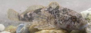 Le specie di interesse oggetto dell Azione 7 Gambero di fiume (Astropotamobius italicus) Temolo (Tymallus tymallus) Trota