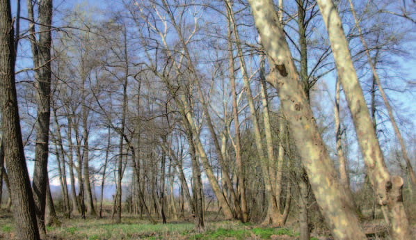 C E N T R O D I M O N T E C C H I O Alberi di ieri, oggi, domani Codice attività: MP30 Uscita di una giornata durante la quale, attraverso la visita a tre luoghi particolari e ad attività mirate, si