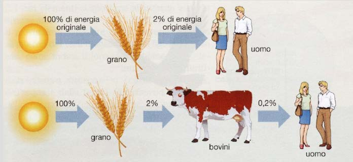 Perdita di energia nella catena alimentare che interessa l