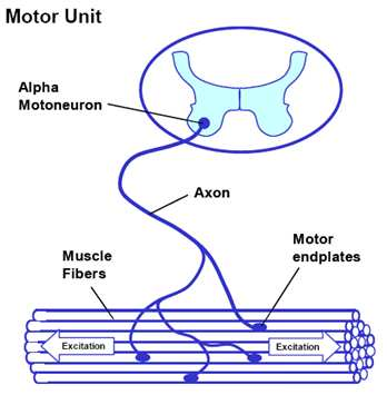 Campi di interesse L unità motoria Unità funzionale più piccola che permette il controllo della contrazione muscolare.