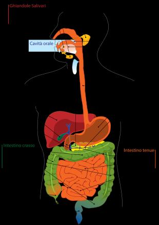 ORGANI dell APPARATO DIGERENTE Cavo orale/faringe Esofago Stomaco Colon-retto Fegato