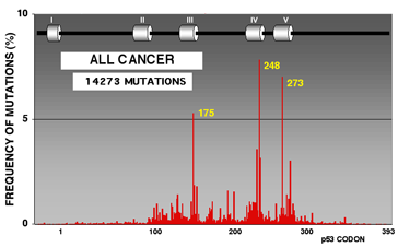 P53 È IL GENE PIÙ FREQUENTEMENTE MUTATO NEI TUMORI UMANI