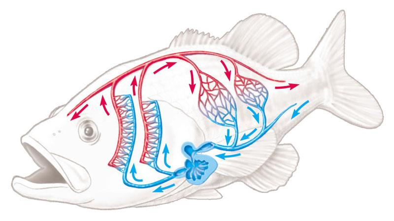 Sistema circolatorio chiuso di un pesce:circolazione semplice Arteria Arteriola (sangue ricco di O 2 ) Letti