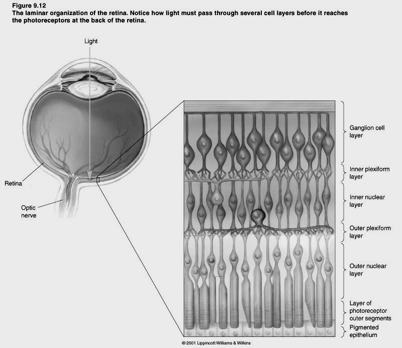 luce C gangliari C amacrine C bipolari Occhio destro C orizzontali fotorecettori Strato delle cellule gangliari Plessiforme