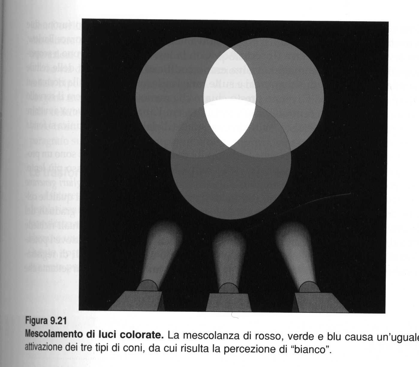 Teoria tricromatica di Young Helmholtz (1800) La visione dei colori è possibile grazie all esistenza di