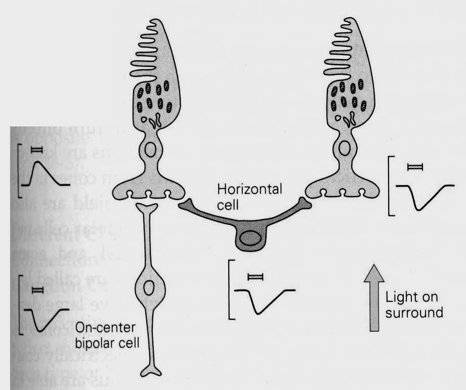 Inibizione laterale da un fotorecettore alla periferia del campo recettivo su una cellula bipolare centro-on La luce alla periferia inattiva i coni periferici Riduzione dell attivazione