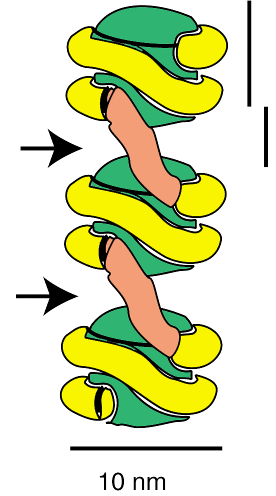 Ciascun nucleosoma contiene una particella centrale (core) formata da 146 bp di DNA superavvolto che gira intorno ad un complesso di 8 molecole di istoni che formano un cilindro 2H2A, 2H2B, 2H3 e 2H4