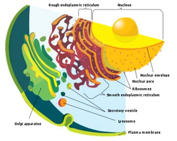 Sistema di Endomembrane Sistema delle endomembrane 2 PARTE Biotecnologie http://en.wikipedia.