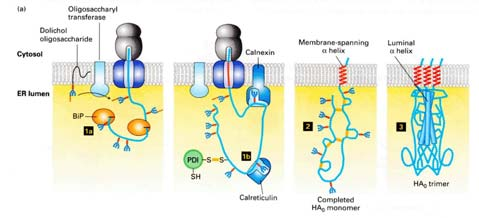 Le proteine ripiegate in modo sbagliato nell ER inducono l espressione di catalizzatori con il compito di ripiegare le proteine (1) Hemagglutinin folding and assembly.