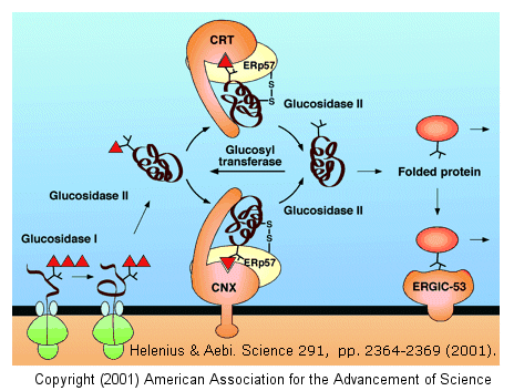 Unfolded protein response nei mammiferi (UPR) (2) Ruolo della glicosilazione N linked nel ripiegamento delle proteine nell ER Se questi scopi non vengono raggiunti entro un certo periodo di tempo, o
