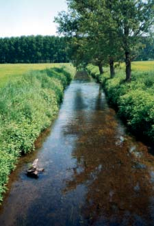 APPLICAZIONE DELL INDICE DI FUNZIONALITÀ FLUVIALE (IFF) AL SISTEMA IDROGRAFICO DEL FIUME TICINO Simone Rossi Fascia a canneto di discreta estensione (25-7-2001). 272 cedente.