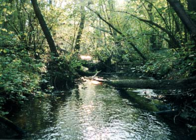 APPLICAZIONE DELL INDICE DI FUNZIONALITÀ FLUVIALE (IFF) AL SISTEMA IDROGRAFICO DEL FIUME TICINO La Roggia Grignina nasce da una zona umida presso Cascina Prefontana nel Comune di Vigevano e dopo un