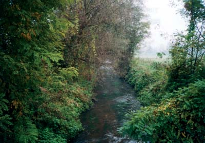 RELAZIONI DI SINTESI DEI CORSI D ACQUA INDAGATI Il Cavo Moraschino nasce dalla Roggia Padulenta in Comune di Carbonara Ticino e dopo circa 5 km si getta nel Cavo Morasca in località Canarazzo.