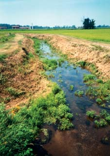 RELAZIONI DI SINTESI DEI CORSI D ACQUA INDAGATI Il tratto di Canale Gaviola monitorato origina da una chiusa in prossimità di Cascina Gaviola in Comune di Zerbolò e, dopo un percorso di poco più di 1