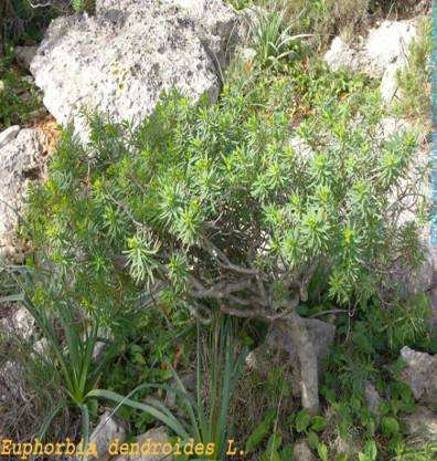 Slika : Rijetke i prorijeđene biljne vrste Taxus baccata L Gentiana lutea ssp. symphyandra Murbek Endemi : gorski, planinski javor (Acer heldreichii Orph.
