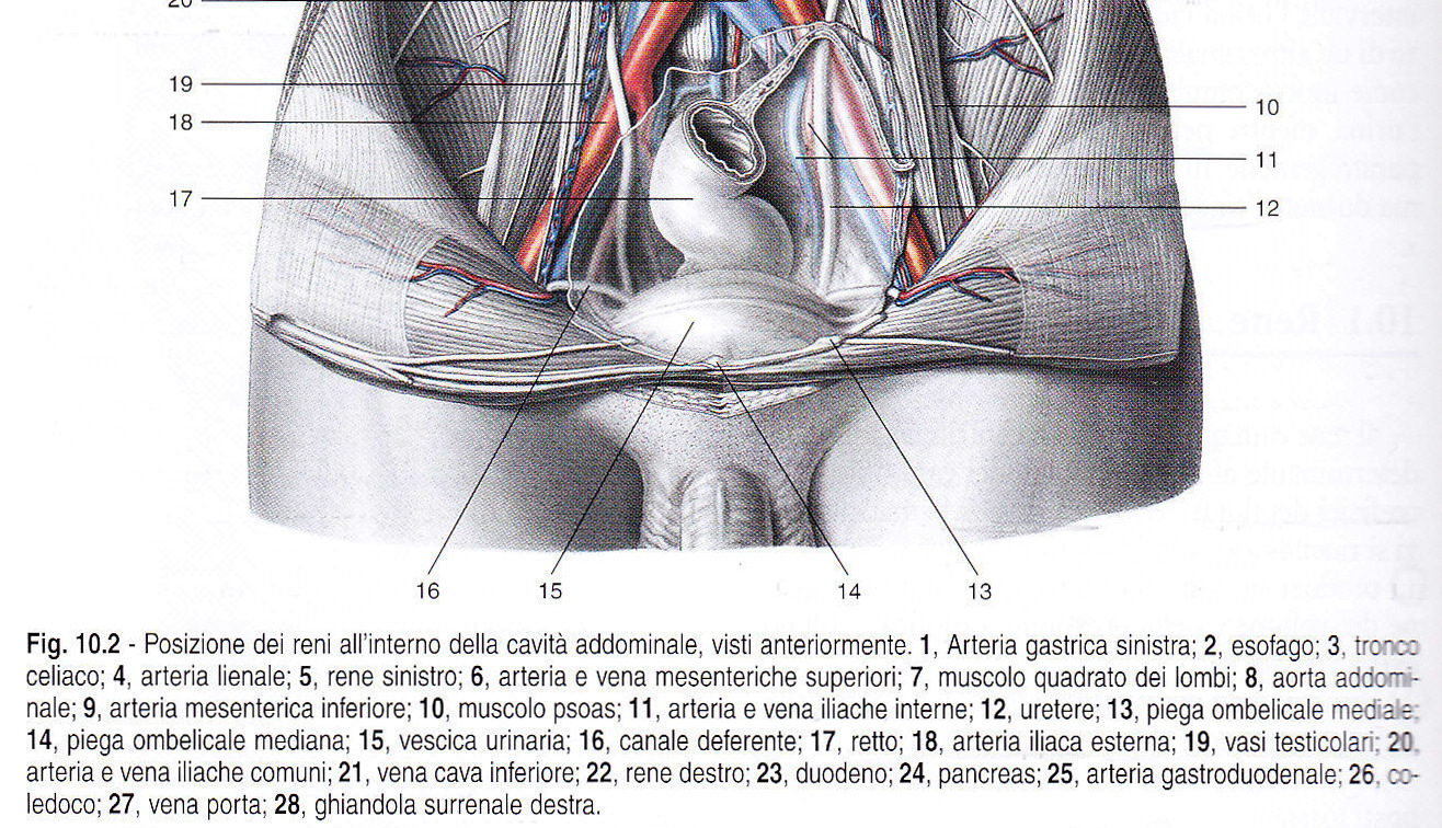 18/12/2013 LA VCI RISALE DIETRO LA CAVITA PERITONEALE LA VENA CAVA INFERIORE RACCOGLIE LA GRAN PARTE DEL SANGUE VENOSO REFLUO