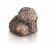 Freschi Fresh Truffles Raccogliamo e selezioniamo tartufo fresco tutto l anno. Ogni specie di tartufo si differenzia dall altra per aroma, profumo, gusto, aspetto, prezzo e caratteristiche.