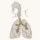 I due polmoni, destro e sinistro, sono separati tra loro da uno spazio, chiamato mediastino, nel quale trovano posto, insieme al cuore e ad altri organi, la trachea e i bronchi.