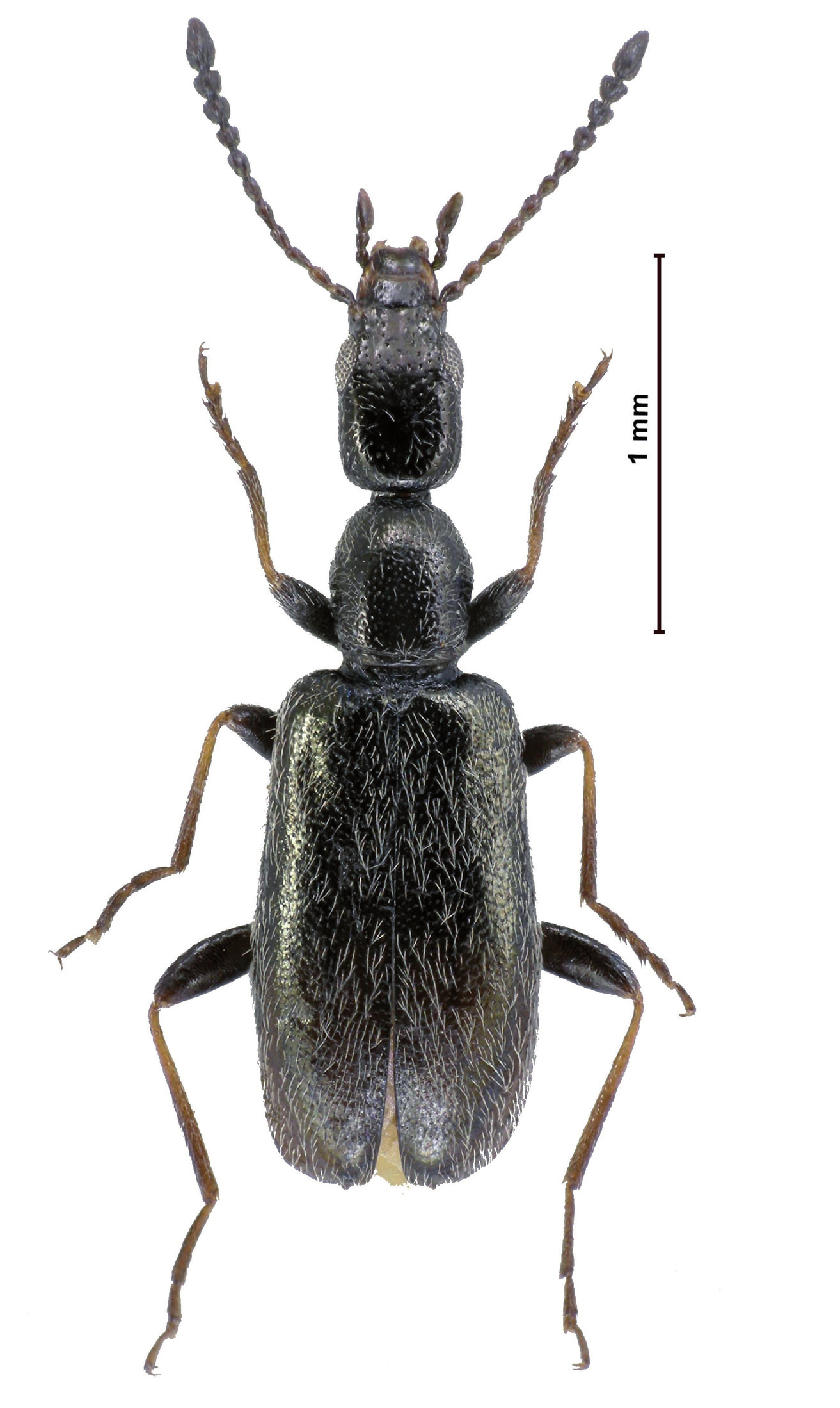 Fig. 1 - Tenuicollis angelinii n.