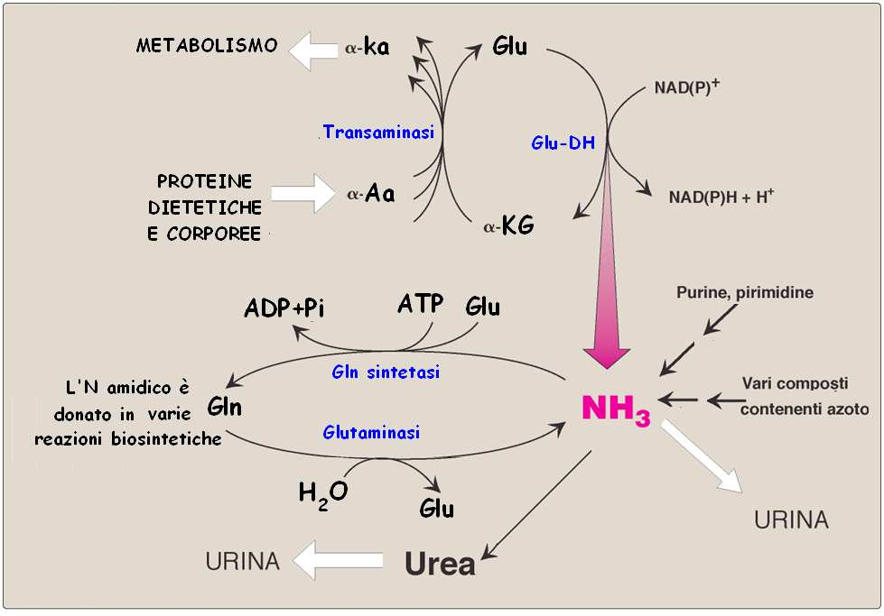 La GluDH è un enzima allosterico regolato da: - GTP modulatore negativo - ADP modulatore positivo Una bassa carica energetica promuove la La Glu DH - è presente nella matrice mitocondriale -