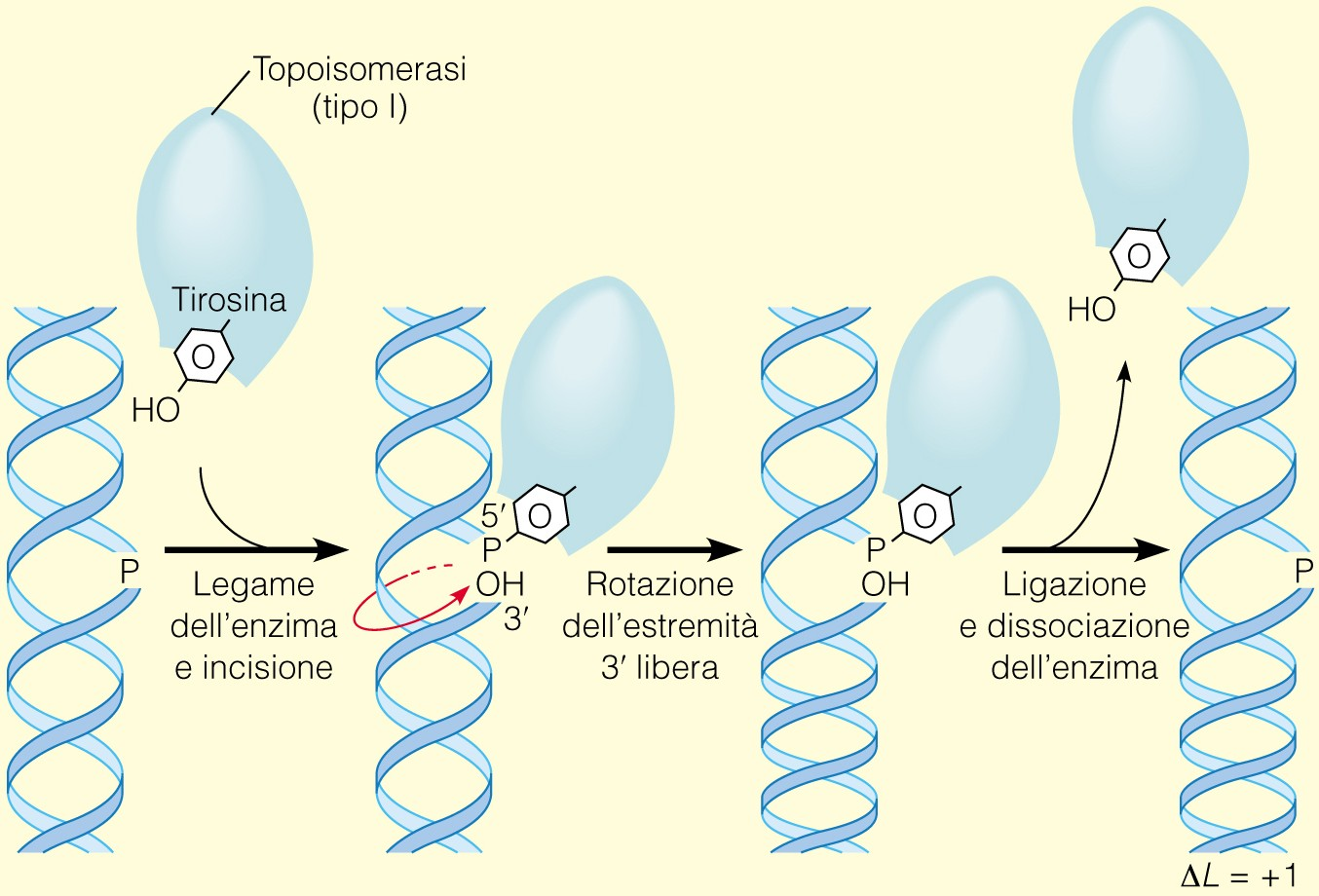 Attività enzimatica della topoisomerasi di tipo I (Legame