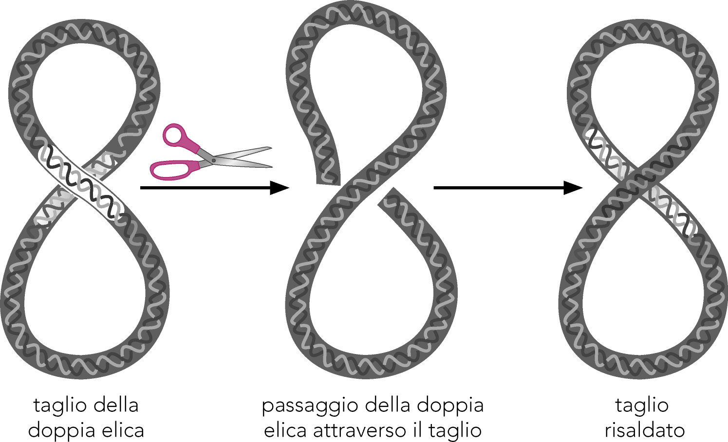 Attività enzimatica della topoisomerasi di tipo II Watson et al.