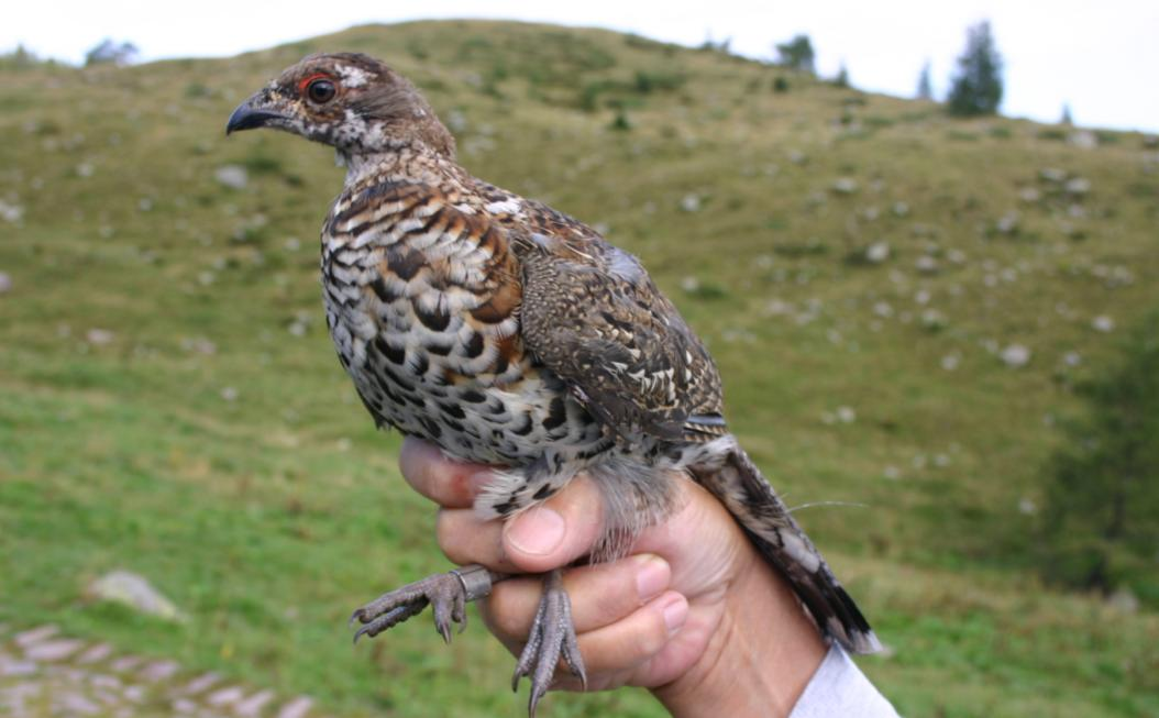 3. AQUILA REALE - Aquila chrysaetos Specie sedentaria, per tutto il periodo di studio, come avviene ogni anno, si sono avute regolari osservazioni di uno o talvolta anche di due individui in volo