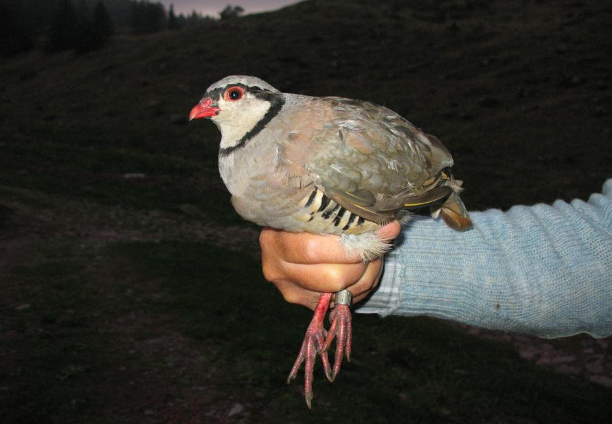 6. FAGIANO DI MONTE - Tetrao tetrix Specie sedentaria, durante il periodo di studio ascoltato più volte il richiamo dei maschi; nel 25 e nel 26 inanellate due femmine.