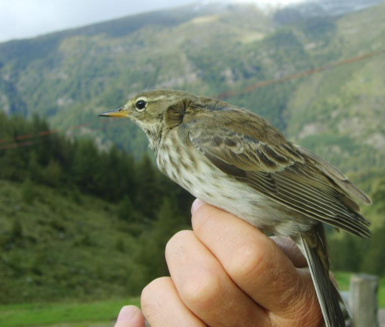 26. PISPOLA - Anthus pratensis Presente durante la migrazione autunnale, due inanellati in ottobre 26 ed uno il 12 ottobre 21.