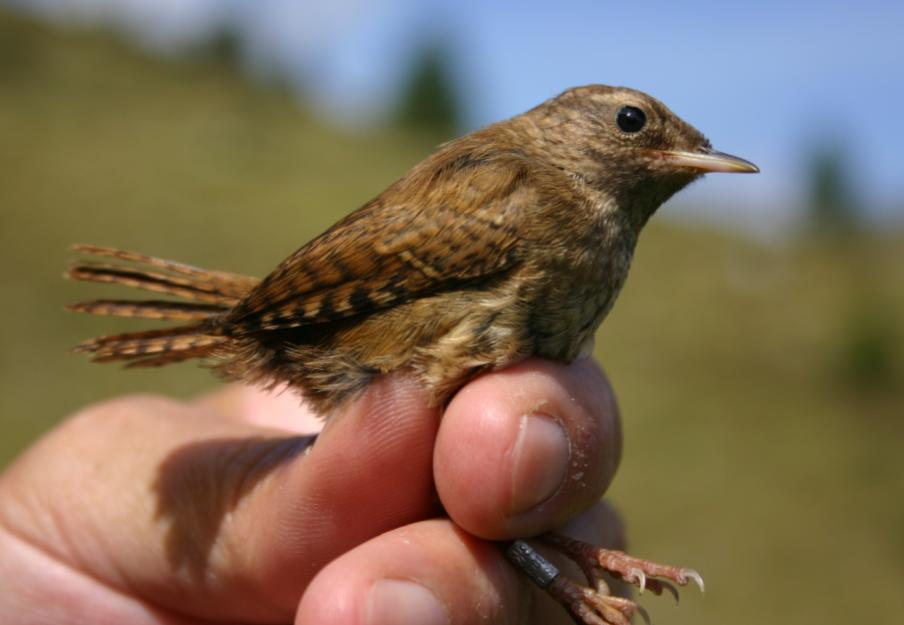 31. MERLO ACQUAIOLO Cinclus cinclus Specie sedentaria, probabilmente nidificante nell area anche se non comune; una sola segnalazione nel corso di questi sei anni di studio relativa ad un maschio