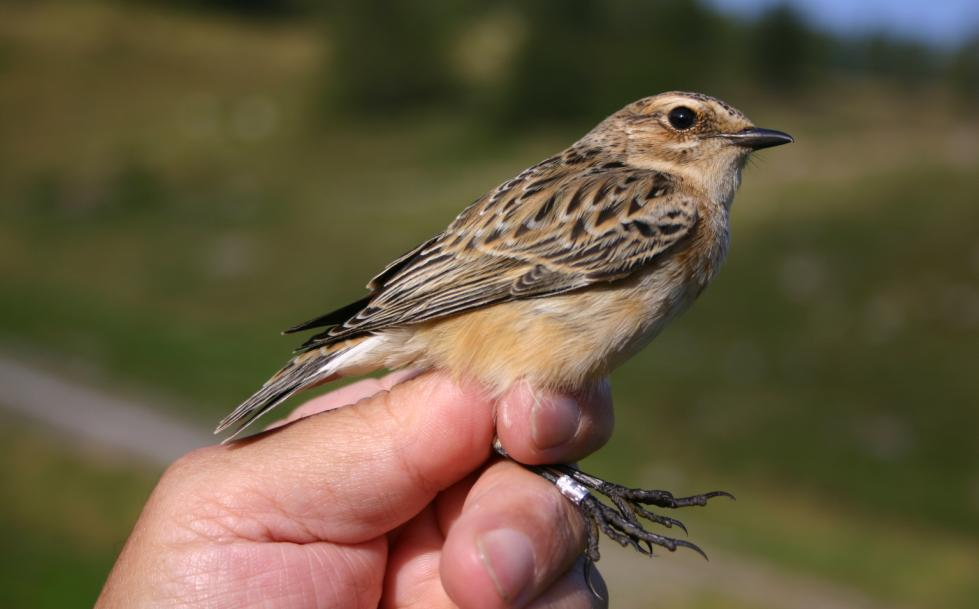 37. CODIROSSO - Phoenicurus phoenicurus Specie migratrice transahariana regolare, abbastanza comune, probabilmente nidificante nell area; durante la migrazione post-riproduttiva alla popolazione