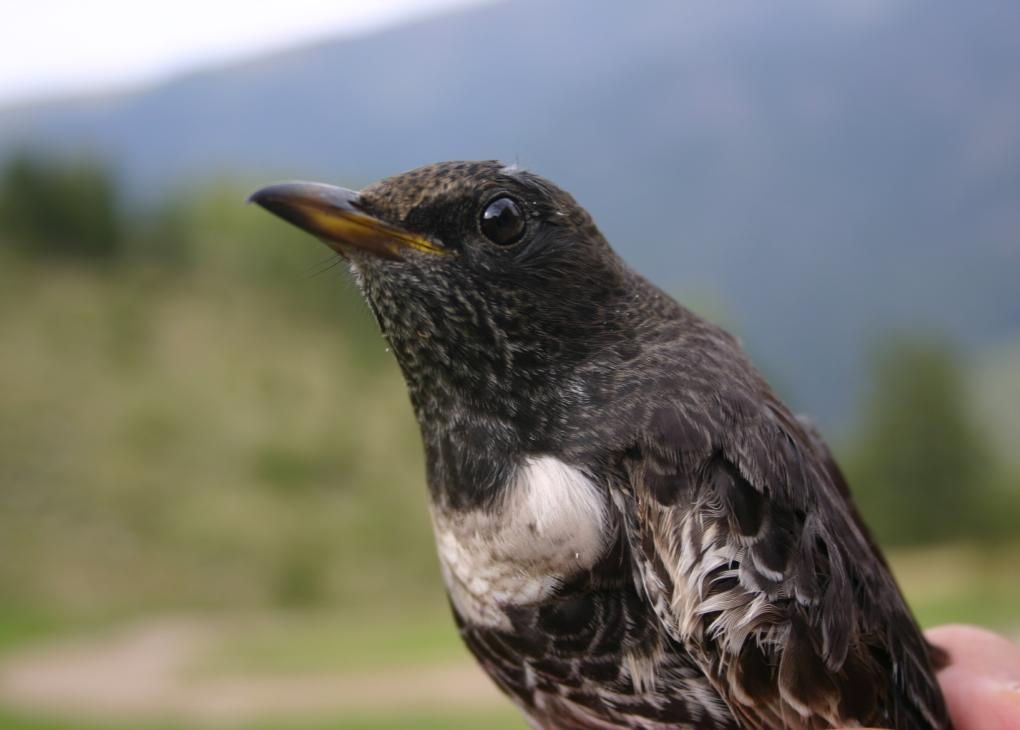 39. CULBIANCO - Oenanthe oenanthe Specie migratrice transahariana, anche se non comune, probabilmente nidificante nell area, cinque giovani dell anno inanellati tra il 24 agosto ed il 13 settembre.