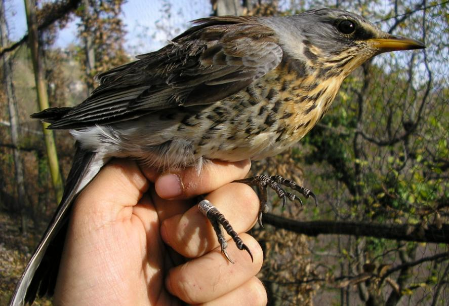 41. MERLO - Turdus merula Probabilmente nidificante nell area anche se non comune; più frequente durante la migrazione autunnale: tra il 21 settembre ed il 15 ottobre inanellati 17 giovani dell anno