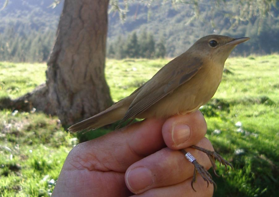 45. TORDELA - Turdus viscivorus Nidificante nell area, un gruppo di circa 4 soggetti osservato più volte a fine agosto, tre giovani ed un adulto inanellati tra il 27 agosto ed il 15 settembre, a cui