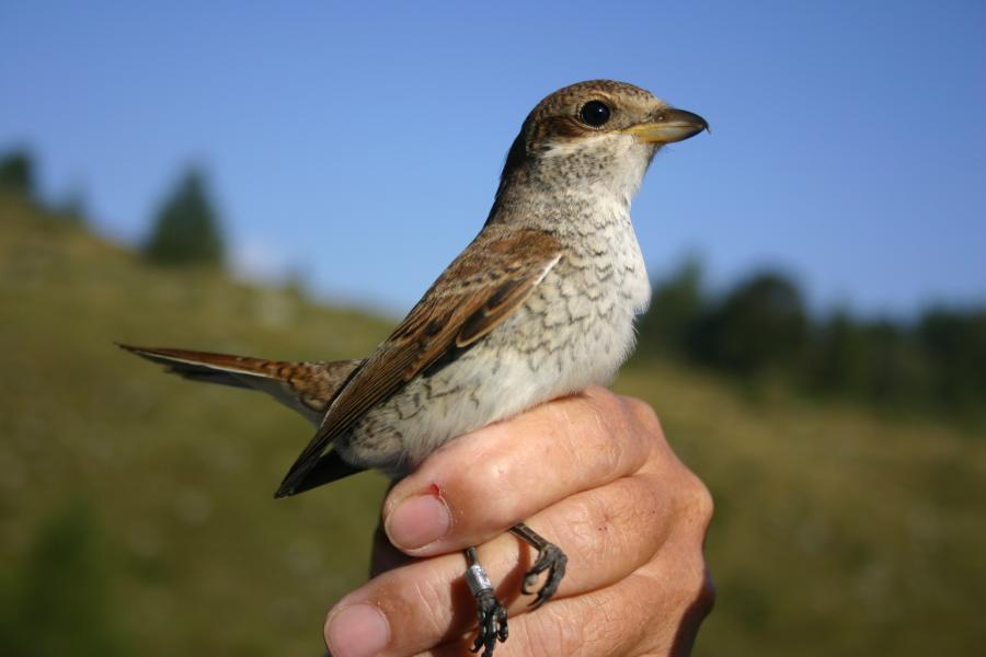 67. RAMPICHINO ALPESTRE - Certhia familiaris Specie sedentaria, nidificante nell area, inanellati cinque soggetti di cui due controllati più volte a distanza di 15-37 giorni dall inanellamento;