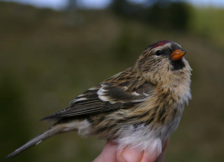 77. LUCARINO - Carduelis spinus Nidificante nell area, un maschio ancora con piumaggio da nido inanellato il 1 settembre; alla popolazione locale si uniscono individui durante la migrazione con