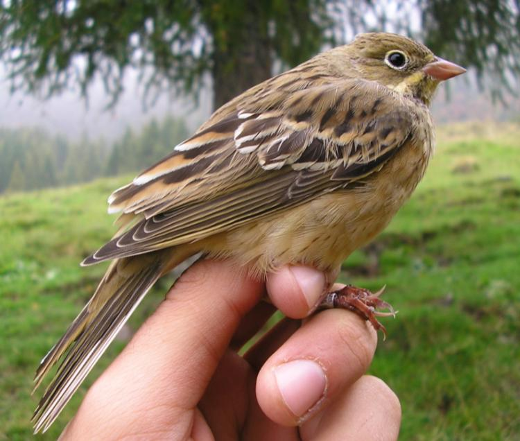 4. ZIGOLO GIALLO Emberiza citrinella Presente occasionalmente nell area: un giovane inanellato il 3 agosto forse appartenente alla popolazione che nidifica in Lombardia; nessuna segnalazione negli