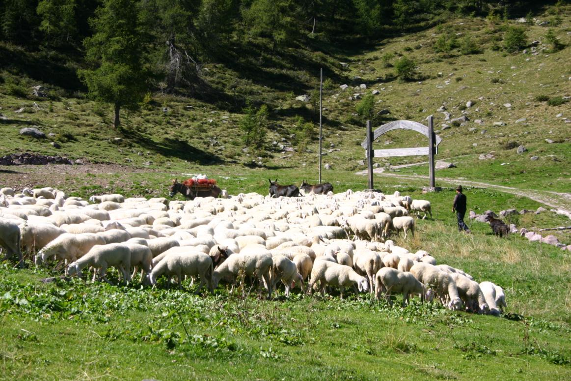 L area è caratterizzata da estesi boschi di conifere la cui essenza dominante è il Larice Larix decidua presente con formazioni disetanee ed a cui si accompagna l Abete rosso Picea excelsa.