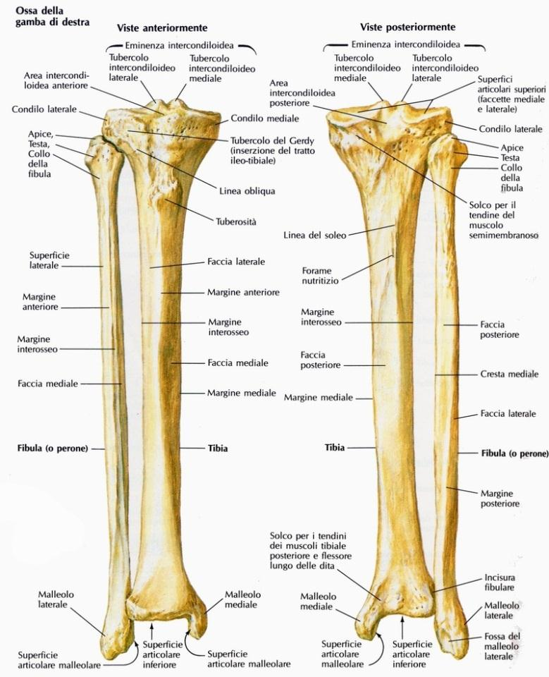 La rotula Fig. 1.2 Tibia e fibula La rotula è un voluminoso osso breve sesamoidale; è accolto nello spessore del tendine del muscolo quadricipite del femore.