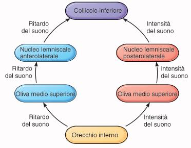 La capacità di localizzazione dei suoni dipende dall esperienza ed è basata sulla