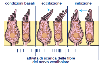 Cellule di I tipo (a forma di fiasco) o di II tipo (cilindro).