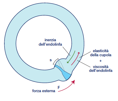 Per le cellule sensoriali vestibolari lo stimolo adeguato è rappresentato dalle accelerazioni del capo: Canali semicircolari- acc. Angolari.