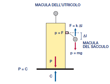 Stimolazione naturale dei recettori maculari In posizione eretta e in condizioni statiche la macula dell utricolo sarà disposta orizzontalmente e quella del sacculo verticalmente; quindi solo il