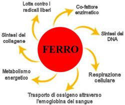 4.1 Ferro 4 Oligoelementi Il ferro (Fe) è il microelemento più abbondante dell organismo, costituisce una parte della molecola della emoglobina, della mioglobina (proteina muscolare), dei citocromi e