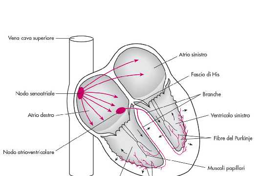 Il pda si propaga dal NSA alle cellule atriali e arriva al nodo atrio-ventricolare (NAV).