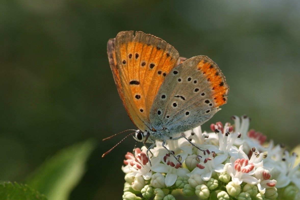 Dalla nebbia agli irti colli, moltiplicare la biodiversità.